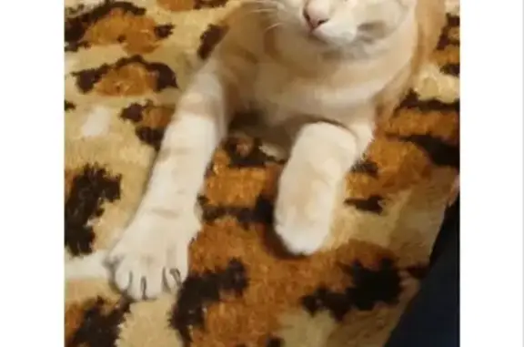 Кошки потеряшки, Сызрань, фото: Потеряшка кошка, Красногорская 11, Сызрань