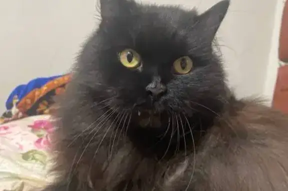 Пропала черная кошка, Гагарина 9, Мелехово