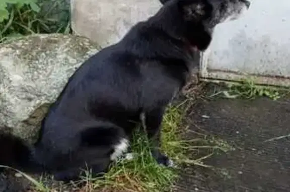 Найдена собака, Которосльная наб., Ярославль