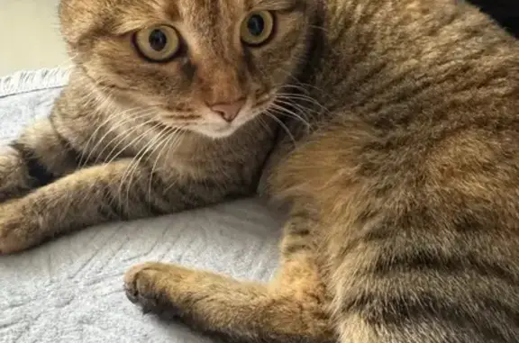 Найдена кошка, Дзержинск, фото: Найдена кошка, ул. Удриса 7Г, Дзержинск