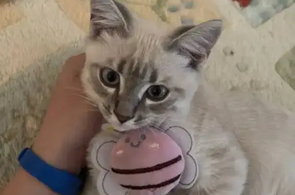 Кошки потеряшки, Новосибирск, фото: Потеряшка кошка, ул. Сибиряков-Гвардейцев, 64/2