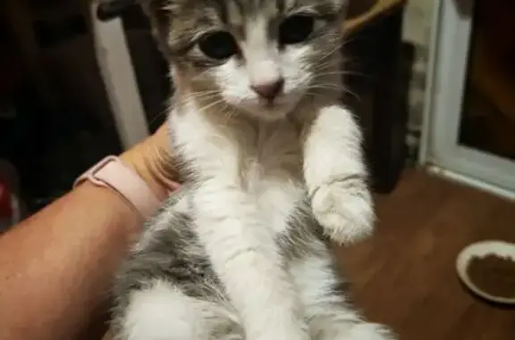 Кошка найдена: Пятиморская 27, Волгоград