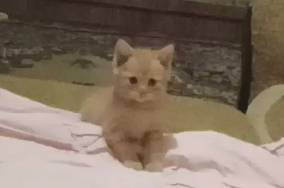 Кошки потеряшки, , фото: Потеряшка котёнок на ул. Ленина, 13А