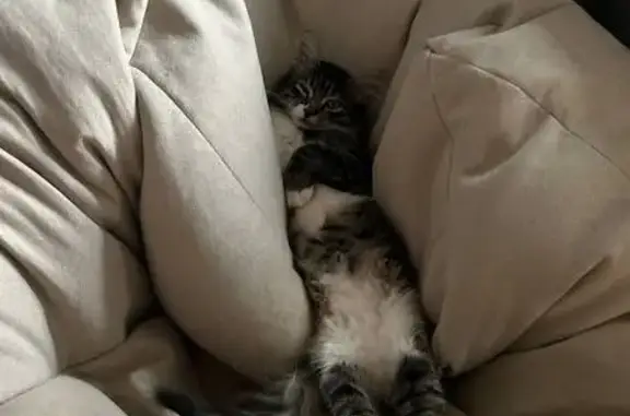 Кошки потеряшки, Москва, фото: Потеряшка кошка Яся, Самаркандский бул., 10 к2