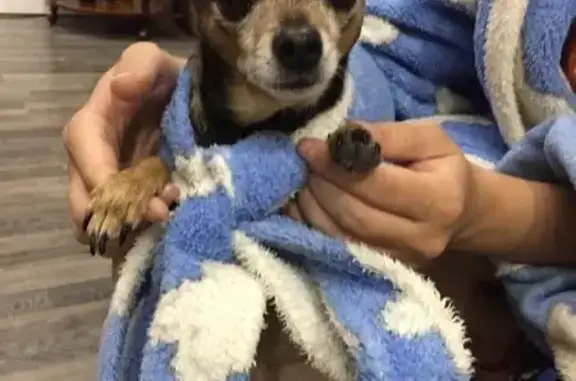 Пропала собака в Дубовке, Волгоградская обл.