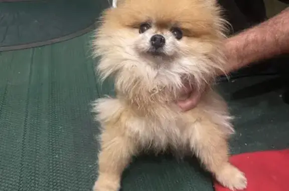 Собака найдена, Пехотная ул., Калининград