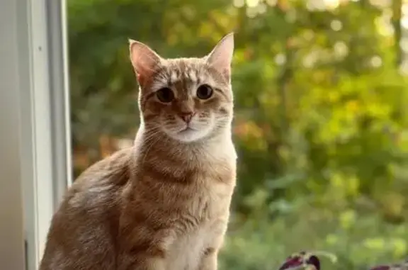 Пропал рыжий кот, ул. Вилиса Лациса, 7к2