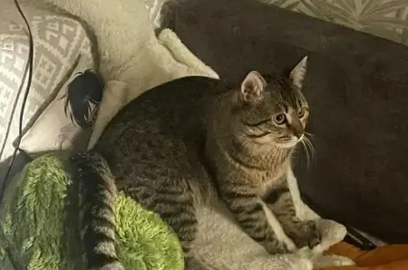 Пропала кошка, ул. Морских Пехотинцев, Влкз.