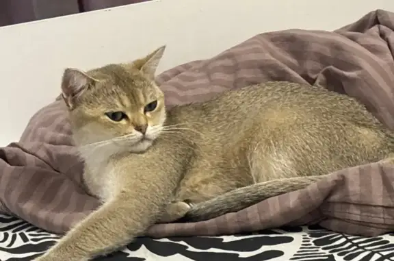 Пропала кошка на Вертолётчиков, 2 к2