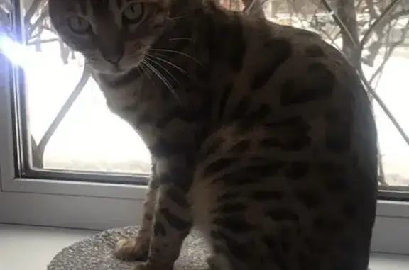 Кошки потеряшки, Московская область, фото: Потеряшка кошка в Алексино, МО