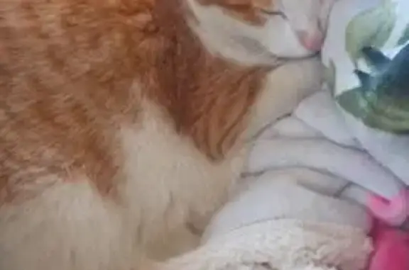 Пропал кот в СНТ Дубравушка, Татарстан