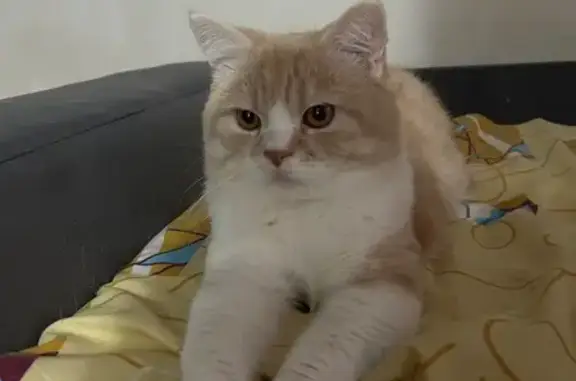 Пропала кошка, ул. Пилотов, 13, Ростов-на-Дону