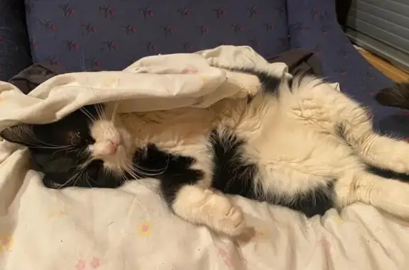 Кошки потеряшки, Московская область, фото: Потеряшка кошка, Ясная улица, МО