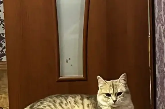 Кошки потеряшки, Кропоткин, фото: Потеряшка кошка, Красная ул. 131, Кропоткин