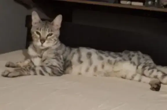 Пропала кошка, 1-я Акварельная, 21А