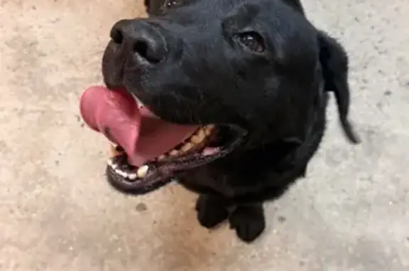 Лабрадор найден: ул. 8 Марта, 52, Ставрополь