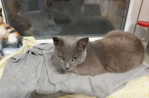 Найдена кошка, Курган, фото: Серая кошка найдена на ул. Свободы, Курган
