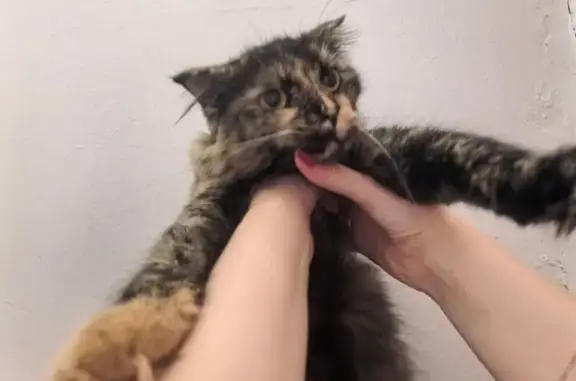 Кошка найдена на Коммунистическом, 38 к2