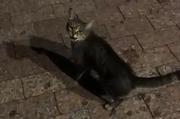 Кошка найдена у Нестерова 22, Нижний Новгород