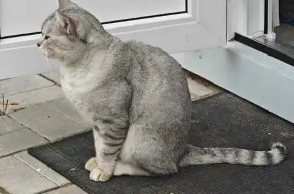 Пропала кошка, Ленинградское шоссе