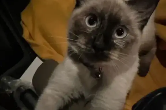 Найдена кошка, Казань, фото: Найдена кошка, ул. Волкова 46, Казань