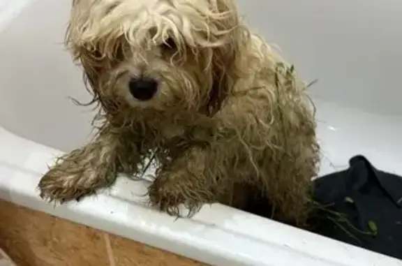 Найдена собака, Калининградская область, фото: Собака найдена на трассе, Лесное, Калининград