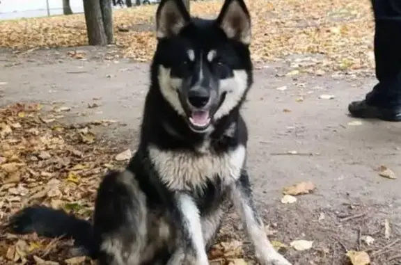 Найдена собака, Москва, фото: Найдена собака на Гвардейской, 4, Москва