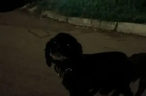 Найдена собака, , фото: Собака найдена: ул. Гагарина, 9, Ижевск