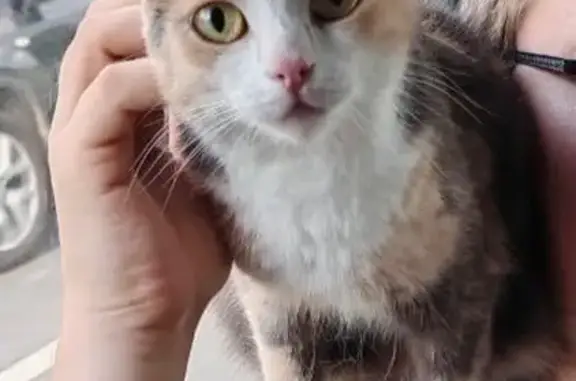 Кошки потеряшки, Москва, фото: Потеряшка кошка, ул. Паперника, 7к1, Москва