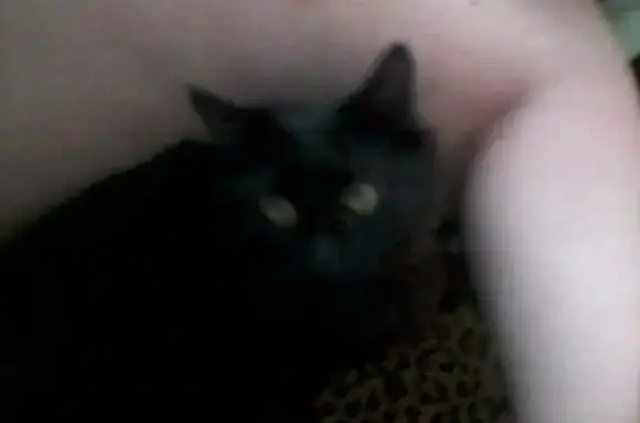 Кошки потеряшки, Завьялово, фото: Потеряшка кошка, ул. Калинина 77, Завьялово