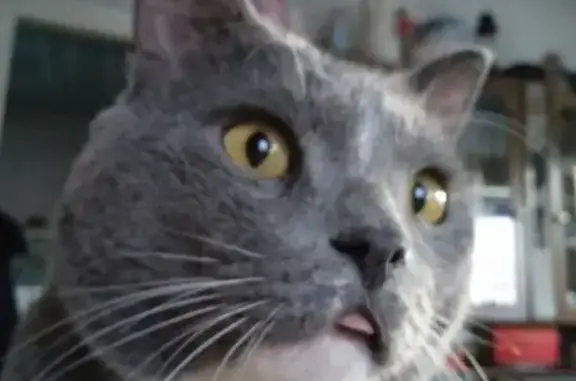 Кошки потеряшки, Чита, фото: Потеряшка кошка, Дальневосточная 12, Чита