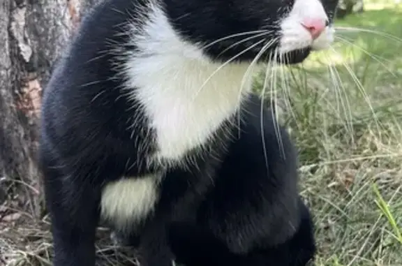 Пропала кошка, Омск, ул. 75-й Гв. Бр., 14А