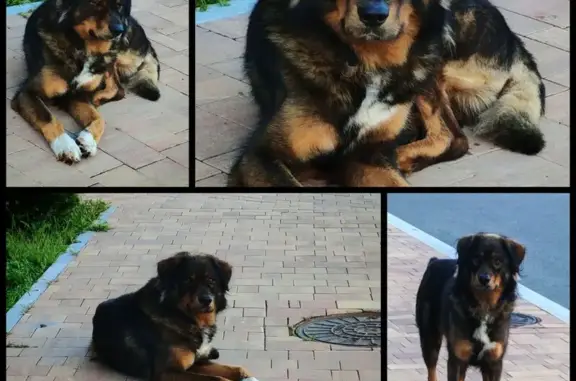 Найдена собака, Владивосток, фото: Собака найдена: ул. 2-я Линейная, 19Д к1