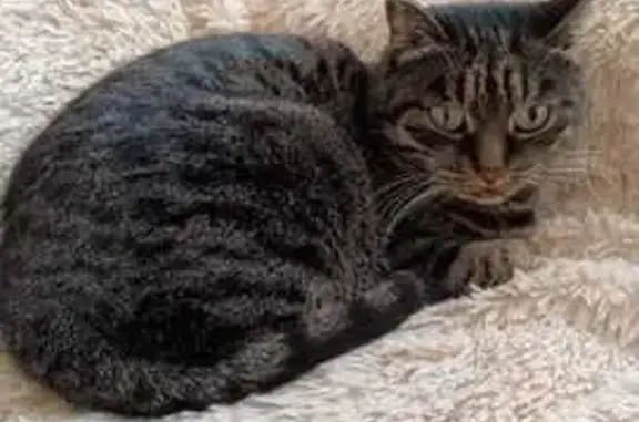 Потерянные животные Чита, фото: Пропала кошка, Смоленская ул. 119, Чита