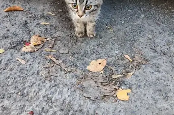Найдена кошка, Прокопьевск, фото: Кошка найдена: Пр. Ленина, 2, Прокопьевск