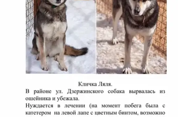 Пропала собака, ул. Дзержинского 20А, Томск