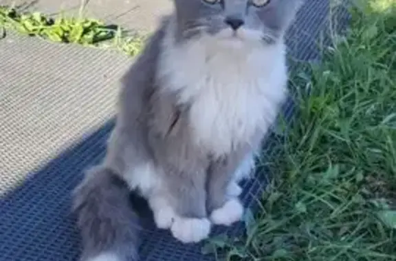 Найдена кошка, Карталы, фото: Кошка найдена у школы 31, ул. Карташева