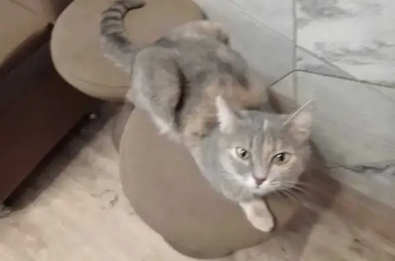Кошка найдена, ул. Димитрова 14А, Новокузнецк