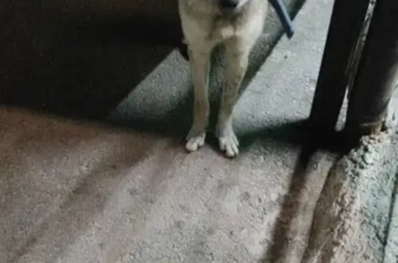 Найдена собака, Кисловодск, фото: Собака найдена: Кисловодск, Целинная 4