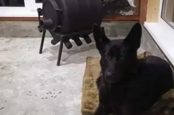 Собаки потеряшки, , фото: Потеряшка овчарка, Боголюбово, звоните!