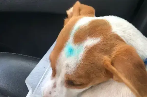 Собака найдена: Тюмень, Тюменская обл.