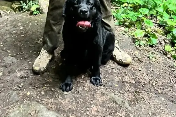 Собаки потеряшки, Ставрополь, фото: Потеряшка чёрный лабрадор, пер. Петрова, Ставрополь