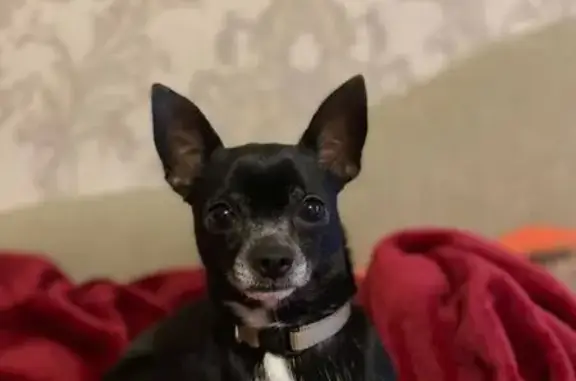 Пропала собака, ул. Передовиков, 33 к1