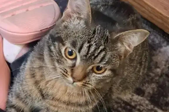 Пропала кошка, ул. Форсса, 8, Серпухов