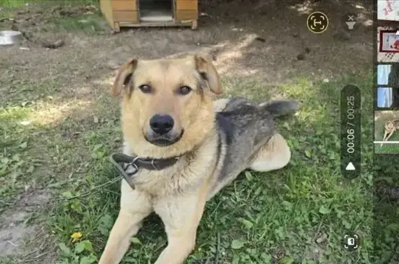 Пропала собака Джек, Рождественская, 8