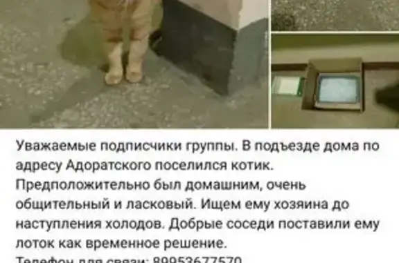 Кошка найдена, Казань, Татарстан