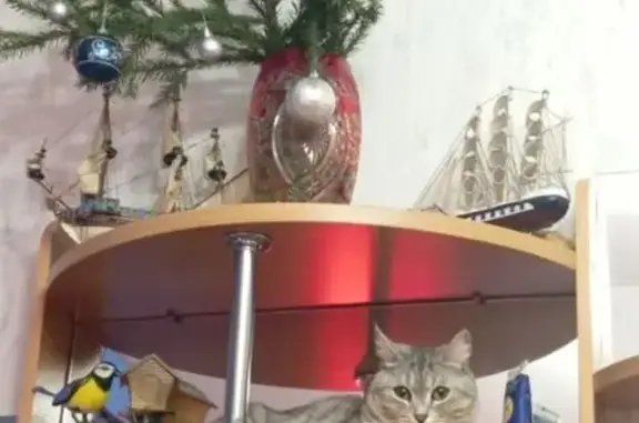 Кошки потеряшки, Владимир, фото: Потеряшка кошка на Добросельской, 165