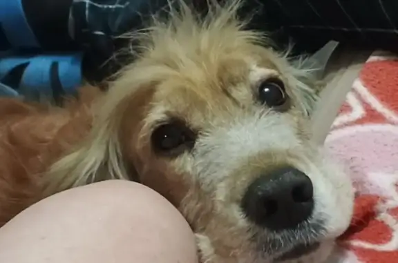 Пропал спаниель, Лиговская ул., Улан-Удэ