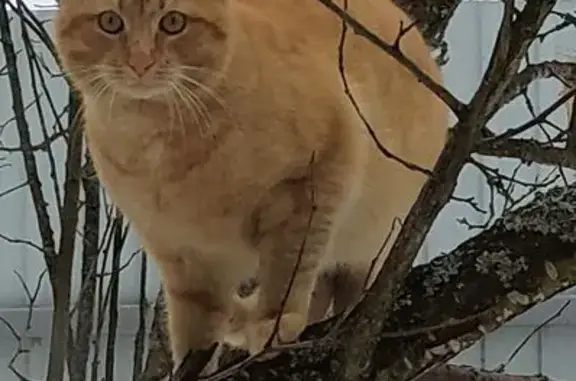 Пропала кошка, Юбилейная ул., Яганово