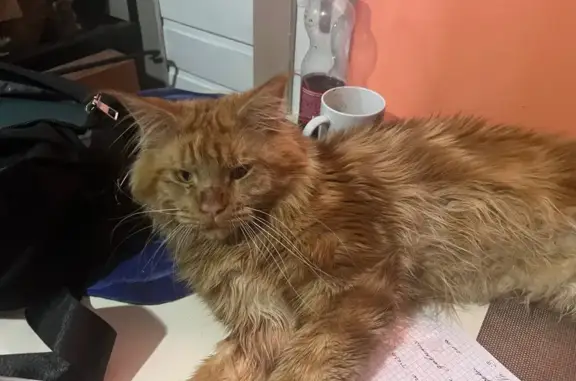 Пропала кошка, Шимское ш., Панковка